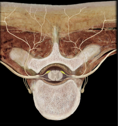 <p>Where are the Dorsal Roots located?</p>