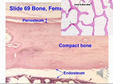 Bone Classification Based On: Development: