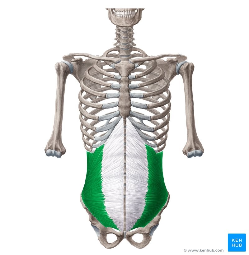 <p>ILF</p><p>iliac crest and lumbodorsal fascia</p><p>Linea alba and lower 4 ribs</p><p>Flexes and rotates spine; compress abdomen</p><p>Spine</p>