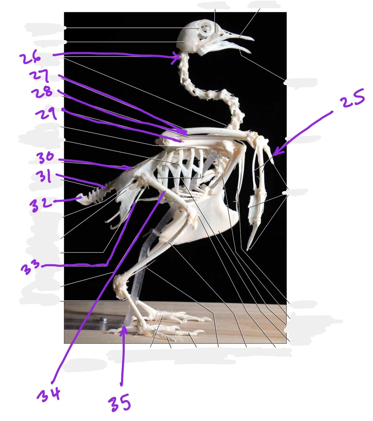 <p>25. alula</p><p>26. cervical vertebrae</p><p>35. hallux</p>