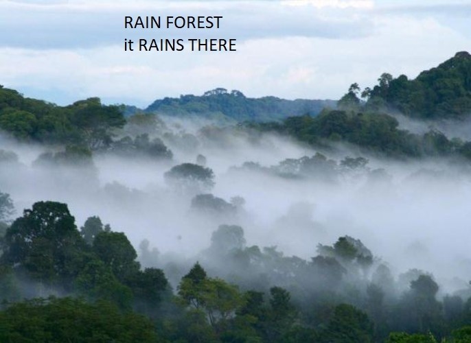 <p>It rains there almost every day. That is&nbsp;</p><p>how they got the name 'rainforests'.&nbsp;</p>