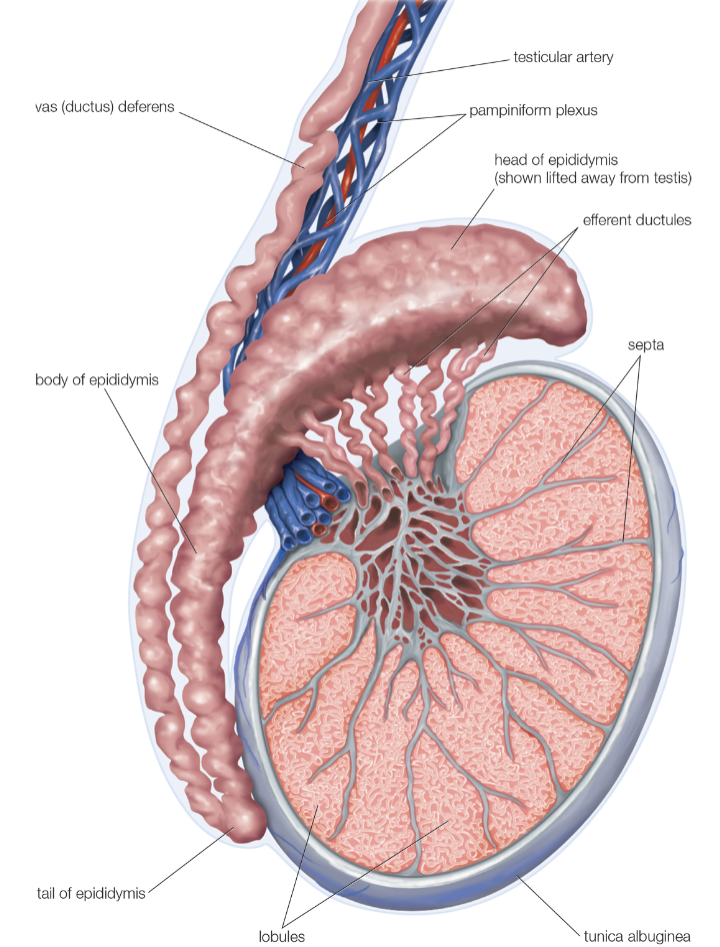 <p>90% of the testis is made up of seminiferous tubules.</p><p>These tubules are the site of spermatogenesis.</p>