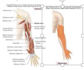 <p>C5-T1</p><p>Formed from the posterior cord, posterior division of the brachial plexus</p><p><strong><u>Motor Innervation</u></strong></p><p><strong>Posterior arm muscles</strong></p><p>(<em>extend forearm</em>)</p><p>Triceps brachii</p><p><strong>Posterior forearm muscles</strong></p><p>Supinator</p><p><strong>Brachioradialis</strong></p><p><u>Cutaneous Innervation</u></p><p>Posterior region of arm</p><p>Posterior region of forearm</p><p>Dorsal aspect of lateral three digits (except their distal tips)</p>