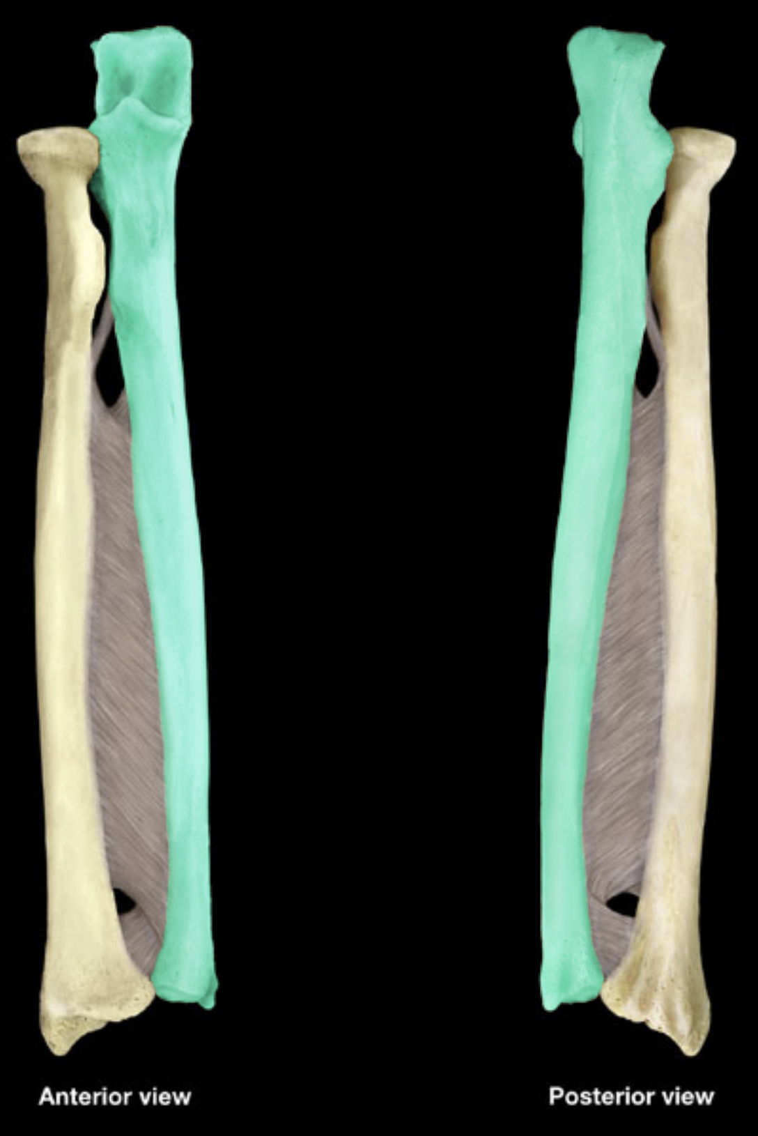 <p>Radius &amp; ulna</p>