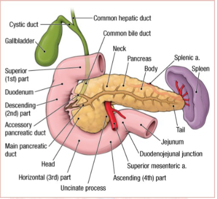 <p>The duodenum is the first part of the small intestine. It is divided into four parts: superior, descending, inferior, and ascending. It curves around the head of the pancreas and passes behind the greater omentum, making it retroperitoneal. The duodenum receives secretions from the pancreas and liver, aiding in digestion and neutralizing stomach acid.</p>