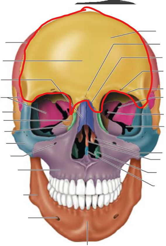 <p>frontal bone</p>