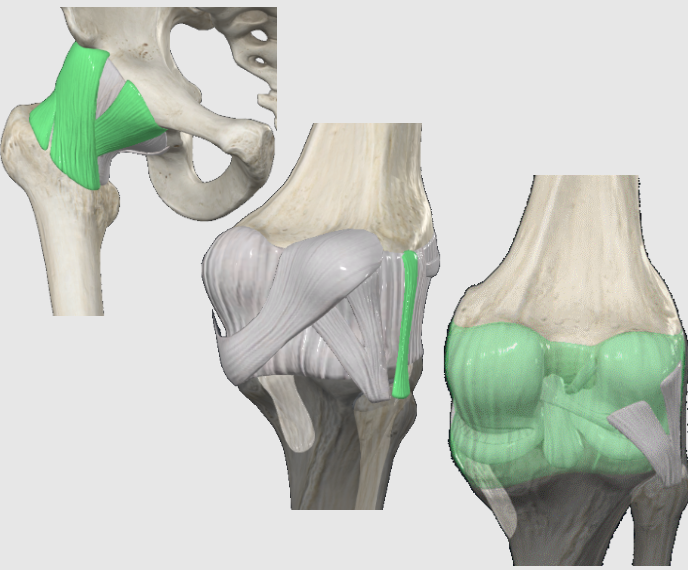 <p>Capsular ligaments</p><p>Extracapsular ligaments</p><p>Intracapsular ligaments</p>