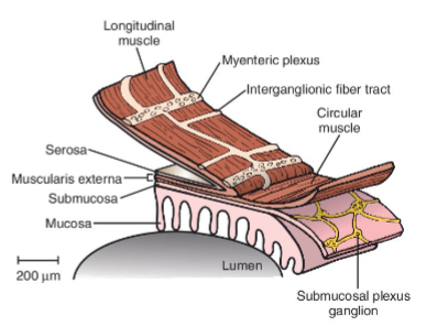 <p>Longitudinal muscle.</p>