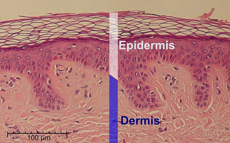 <p>The dermal-epidermal border is wavy to resist shear forces, such as rubbing sideways.</p><p>Helps to strengthen the connection between the dermis and epidermis.</p>