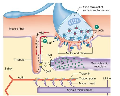 <p>-Action potential gets picked up by voltage gated Ca+ channels.</p><p>-Ca+ flows in and it releases Ach. Ach bind to motor end plate and flow of Na+ inside.</p><p>-Na+ polarize muscle fibers. Action potential travel to T tubules (bring in action potential.</p><p>-DHP activated and linked to RyR that release calcium into cytoplasm</p><p>-calcium bind to troponin cause tropomyosin to move and expose myosin. Myosin and actin bind (z disc move closer to m line with calcium and ATP) </p>