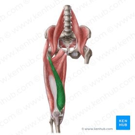 <p>MPE</p><p>Medial side of proximal aspect of femur</p><p>Patella and tibial tuberosity</p><p>Extends knee</p><p>Knee</p>