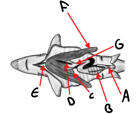 <p>Label the shark diagram</p>