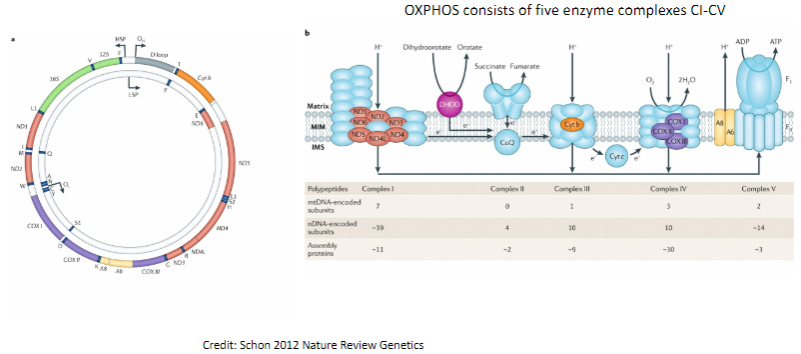 <p>The mitochondrial genome encodes proteins involved in oxidative phosphorylation (OXPHOS).</p><p>OXPHOS consists of five enzyme complexes (CI-CV) that are responsible for cellular energy production.</p>