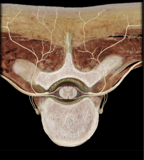 <p>What is the location of the Dura Mater?</p>