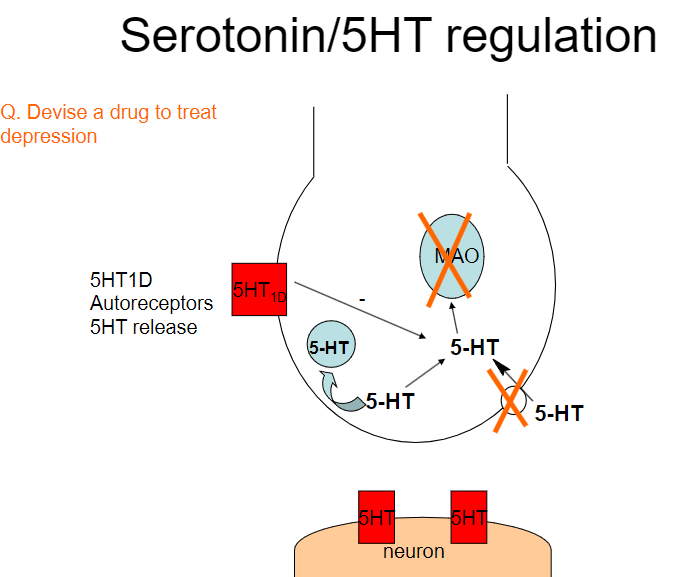 <p><strong>Selective Serotonin Reuptake Inhibitors (SSRIs):</strong></p><p>These drugs, such as fluoxetine and sertraline, inhibit the reuptake of serotonin, increasing its availability in the synaptic cleft.</p><p>By preventing serotonin from being reabsorbed by presynaptic neurons, SSRIs increase serotonin's action on postsynaptic receptors, improving mood and emotional stability.</p><p><strong>Serotonin-Norepinephrine Reuptake Inhibitors (SNRIs):</strong></p><p>These drugs, like venlafaxine, inhibit both serotonin and norepinephrine reuptake, which may be more effective in some patients by addressing multiple neurotransmitter systems involved in depression.</p><p><strong>Serotonin Agonists:</strong></p><p>Drugs like buspirone act as partial agonists at serotonin receptors, promoting serotonin activity in areas of the brain associated with mood regulation without overstimulation.</p>