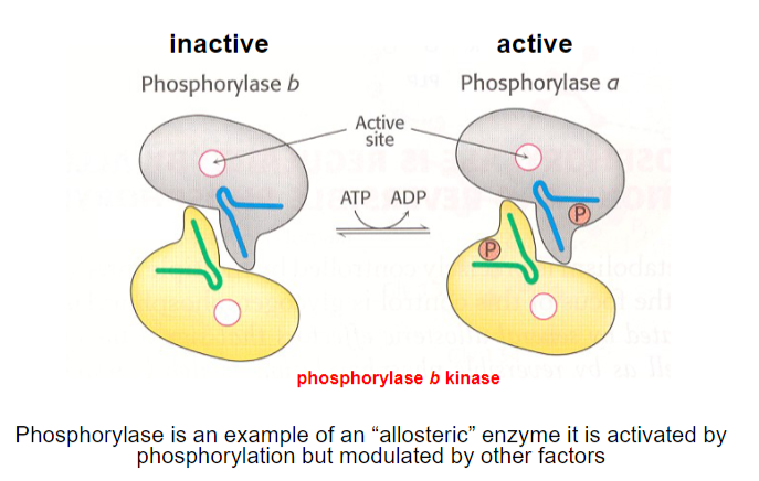 <p>Phosphorylase b kinase</p>