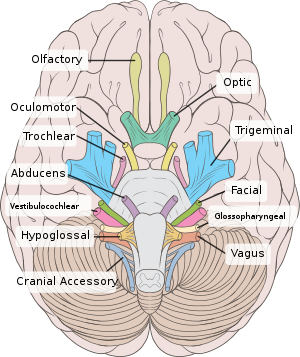 <p>The paranasal sinuses are innervated by the<span class="tt-bg-blue"> trigeminal nerve</span> (CN V) and supplied by branches of the external carotid artery.</p>