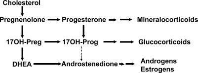 <p>CRH upregulates the cholesterol side-chain cleavage enzyme (P450scc), which is essential for converting cholesterol into pregnenolone, the precursor for steroid hormones.</p>