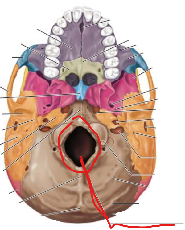 <p>Foramen Magnum</p>