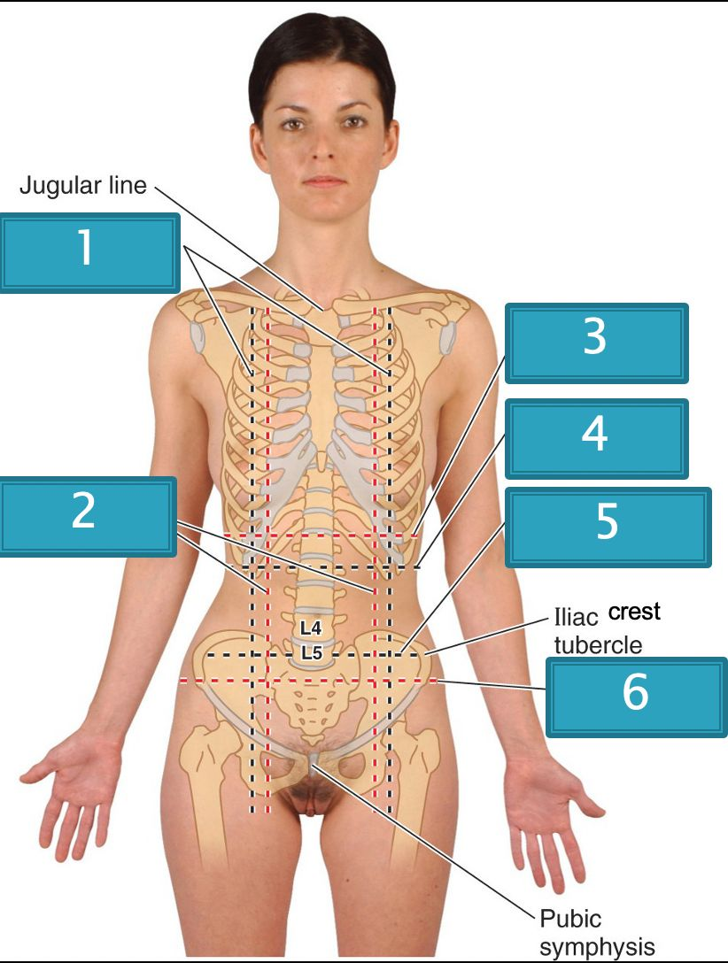 <p><u>✿ Surface Anatomy:</u></p><p>Surface anatomy is the study of shapes and markings on the surface of the body that reveal the underlying organs.</p>