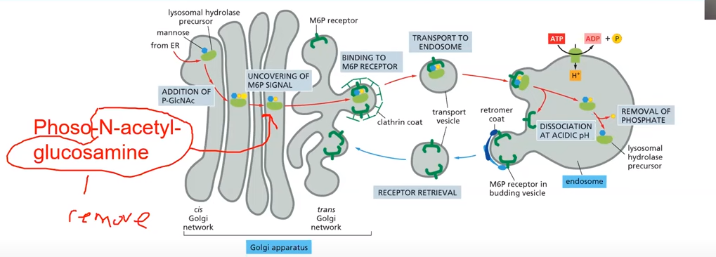 <p>One of those acidic hydrolases goes to the Golgi from the ER and an N-linked sugar is there also a mannose. On one of the mannose you add a P-GlcNAc (Phoso-N-acetyl-glucosamine). After you add that you remove the N-acetyl glucosamine and what you have left is the M6P. The clathrin vesicle forms with M6P receptors which bind M6P. Moved to endosome</p>