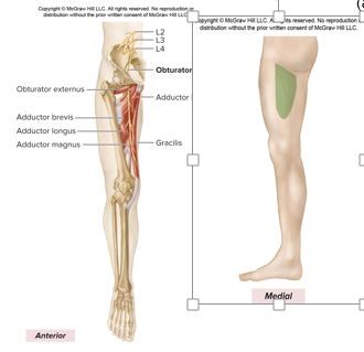 <p>L2-L4</p><p><strong><u>Motor Innervation</u></strong></p><p><strong>Medial thigh muscles </strong>(<em>adductors of thigh</em>)</p><p>Adductors</p><p>Gracilis</p><p>Pectineus<sup>1</sup></p><p>Obturator externus (<em>lateral rotator of thigh</em>)</p><p><strong><u>Cutaneous Innervation</u></strong></p><p>superomedial thigh</p>