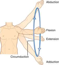 <p><u>Circumduction:</u></p><p>Moving a limb or finger so that it describes a cone in space.</p>