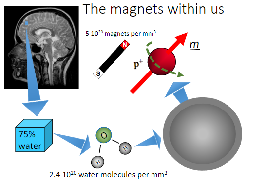 <p>They behave like tiny magnets due to their magnetic properties, which are significant in imaging techniques like MRI.</p>