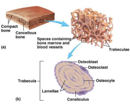 <p>Trabecular osteons are also known as <strong>packets</strong>.</p><p>They rely on <strong>diffusion from bone marrow</strong> through <strong>canaliculi</strong>, instead of Haversian canals.</p><p>This diffusion system eliminates the need for a central canal in trabecular bone.</p>