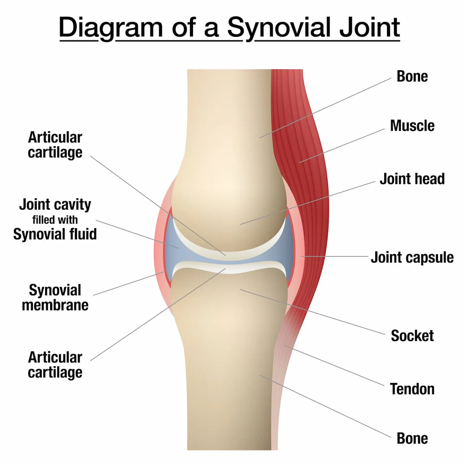 <p>What are the types of ligaments? (3)</p>