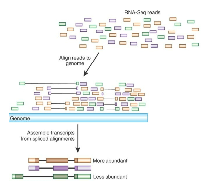 <p><strong>Sequencing Reads</strong>: The number of sequencing reads produced from each gene indicates the abundance of that gene’s expression.</p><p><strong>Quantification of Expression</strong>: This helps quantify the expression levels of thousands of genes in the sample.</p><p><strong>Gene Expression Differences</strong>: By comparing sequencing results, RNA-seq can identify differences in gene expression across various experimental conditions.</p>