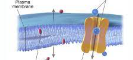 <p>function : allows for selective permeability in and out of the cell </p>