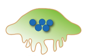 <p>Found where <strong>bone is being resorbed</strong>, directly located on the bone in <strong>resorption bays</strong>.</p><p>They are <strong>large, multinucleated</strong>, and <strong>acidophilic</strong> cells.</p><p>Osteoclasts are <strong>not related to osteoblasts</strong> and are formed by the <strong>fusion of macrophage progenitor cells</strong>.</p><p>Possess a <strong>ruffled border</strong>, the site where absorption occurs.</p><p>A <strong>clear zone</strong> forms a sealing ring around the <strong>resorption zone</strong>.</p><p>Use <strong>carbonic acid</strong> to decalcify the bone and <strong>lysosomes</strong> to break down bone proteins.</p><p>Play a vital role in bone resorption and <strong>remodelling</strong>.</p>