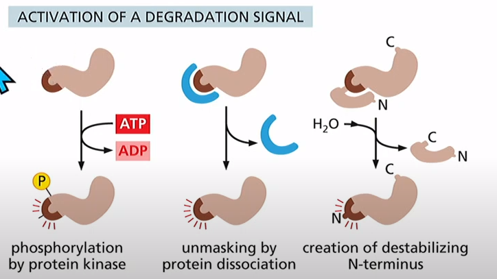 <p>Phosphorylation using protein kinase, Dissociating protein reveals signal, cleavage of some blocker</p>