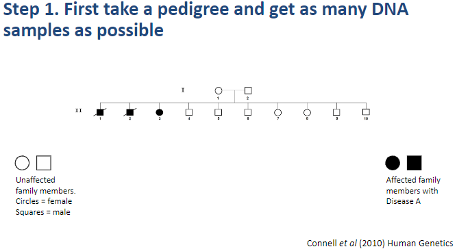 <p><strong>Step 1</strong>: Take a <strong>pedigree</strong> and collect as many DNA samples as possible.</p>