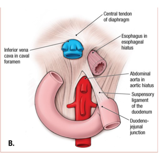 <p>They are foramina and hiatuses for the passage of the esophagus and vasculature.</p>