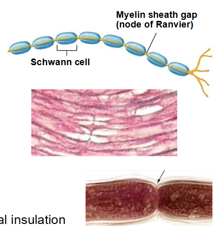 <p>- electrical insulation</p><p>- gaps in myelin sheath are called Nodes of Ranvier</p>