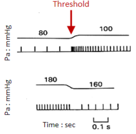 <p>A decrease in pressure leads to a proportionate slowing down of firing in baroreceptors</p>