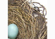 <p>nest</p>