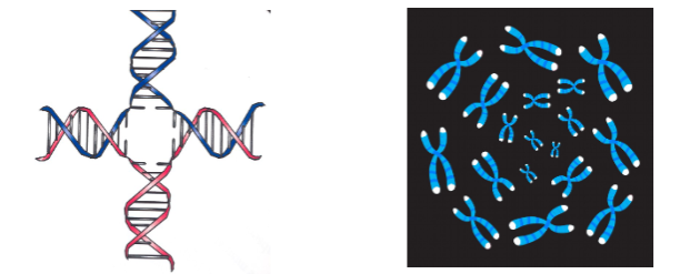 <p>-<strong>Holliday junctions</strong> occur in living cells through DNA strand exchange between two homologous chromosomes- red and blue duplexes above which are important in DNA repair.</p><p></p><p>-<strong>3- and 4-stranded DNA helices</strong> formed in the Guanine-rich sequences of telomeres, they protect chromosome ends.</p>