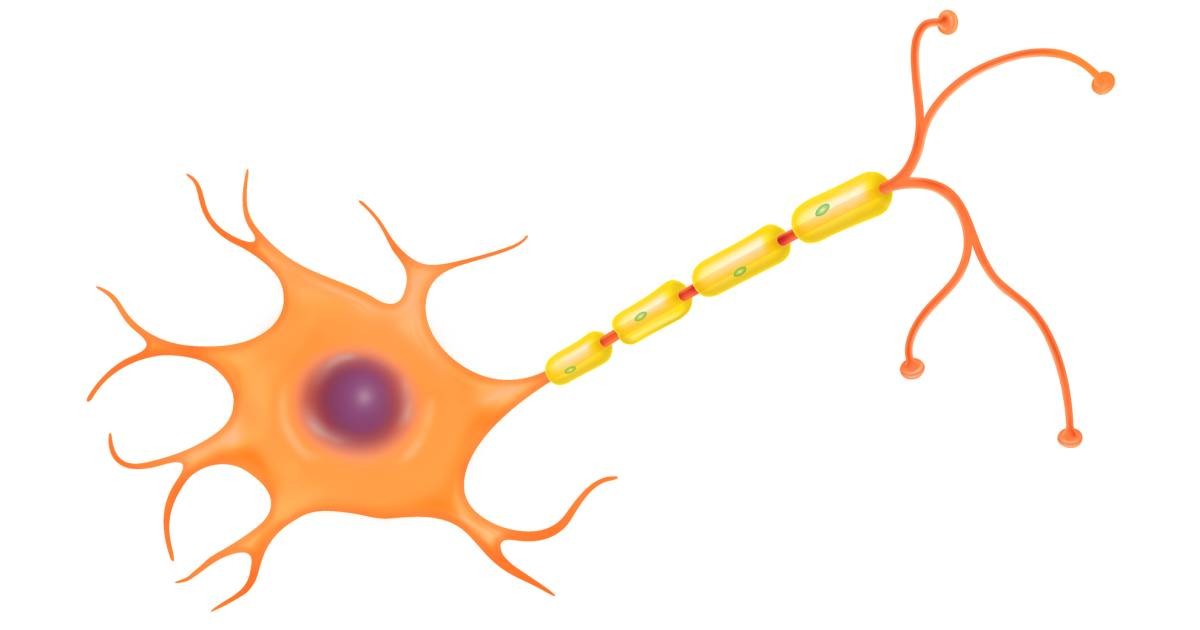 Nerve cell