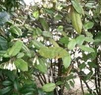 <p><em>Elaeagnus pungens</em></p><p>simple/alternate</p>