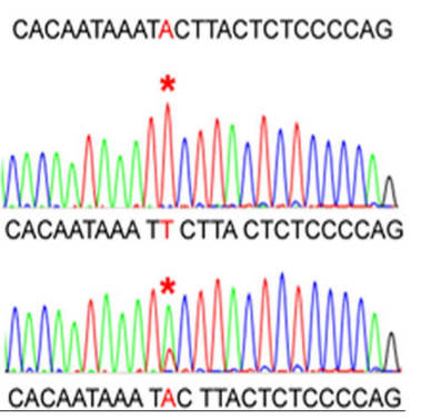 <p><strong>SNPs and Mutations</strong>: Used to identify single nucleotide polymorphisms (SNPs) and mutations.</p><p><strong>Monogenic Diseases</strong>: Commonly used for identifying mutations causing monogenic diseases.</p><p><strong>Single Gene Testing</strong>: Frequently used for single-gene tests, such as CFTR in cystic fibrosis.</p>