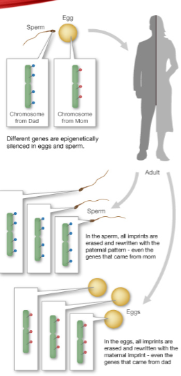 <p>One copy is silenced by DNA methylation, catalysed by DNMT3a.</p><p>Histone methylation also contributes to gene silencing.</p>