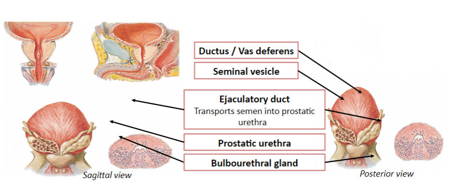 <p>The ejaculatory duct transports semen into the prostatic urethra.</p>
