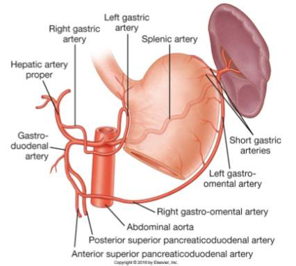<p>The branches of the coeliac trunk include:</p><p>Left Gastric artery</p><p>Splenic artery</p><p>Left gastro-omental artery</p><p>Common Hepatic artery</p><p>Proper Hepatic artery</p><p>Gastroduodenal artery</p>
