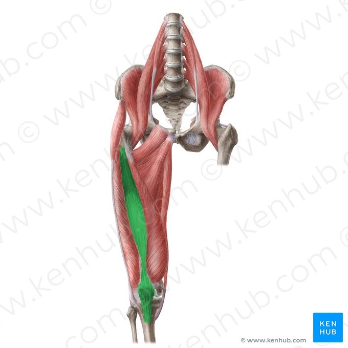 <p>APE</p><p>Anterior and lateral surface of femur</p><p>Patella and tibial tuberosity</p><p>Extends knee</p><p>Knee</p>