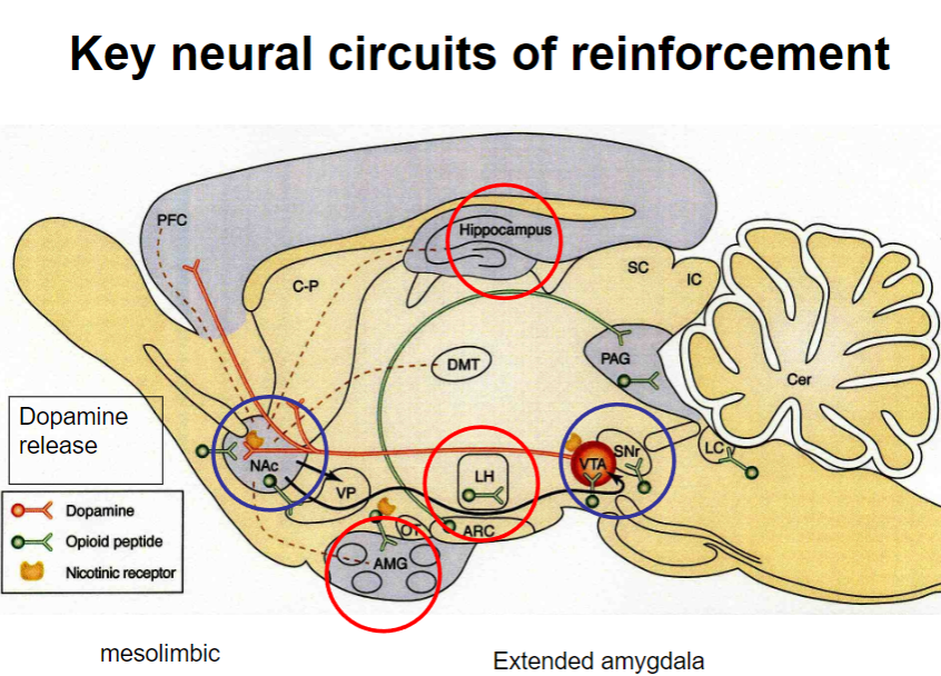 <p><strong>Extended amygdala</strong>: Plays a critical role in the processing of emotions and motivation, particularly in reinforcement.</p><p><strong>Mesolimbic pathway</strong>: Involves the <strong>dopaminergic system</strong>, linking the <strong>ventral tegmental area (VTA)</strong> to the <strong>nucleus accumbens</strong>, and is key in reinforcement and reward.</p><p><strong>Dopamine release</strong>: The mesolimbic pathway is activated, releasing dopamine in response to rewarding stimuli, strengthening the likelihood of a behavior being repeated.</p>