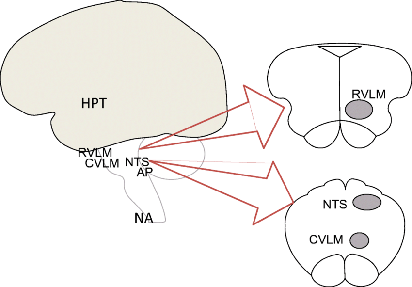 <p>-<strong>Rostral ventrolateral medulla</strong> (RVLM) – this is controlled by other areas such as:</p><p>-<strong>Caudal ventrolateral medulla</strong> (CVLM) hypothalamus -Provides central control of blood flow &amp; blood pressure</p>