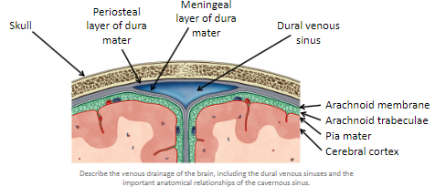 <p><strong>Location</strong>: Situated between the <strong>periosteal</strong> and <strong>meningeal</strong> layers of the <strong>dura mater</strong>.</p><p><strong>Tributaries</strong>: Receive tributaries (smaller veins) from the <strong>brain</strong>, <strong>skull bones</strong>, the <strong>orbit</strong>, and the <strong>internal ear</strong>.</p><p><strong>Key Fact</strong>: Venous sinuses play an essential role in venous drainage from these regions.</p>